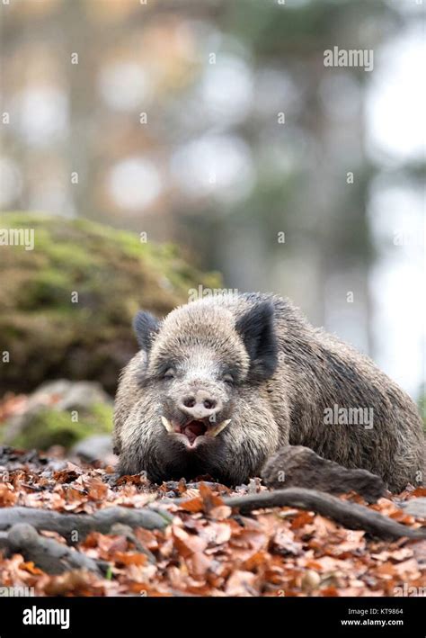 Wild boar | usage worldwide Stock Photo - Alamy