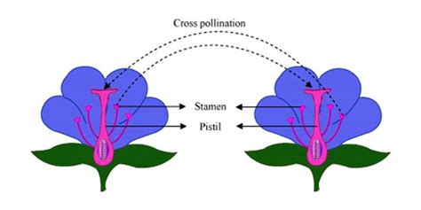 Pollination - Introduction and Types of Pollination in Plants