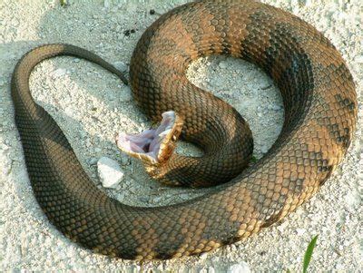 Oh, the friends you can make on the AT! This is a copperhead that greeted the photographer of ...