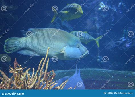 Tropical Fish in Aquarium, Berlin Stock Photo - Image of marine, coral: 169801914