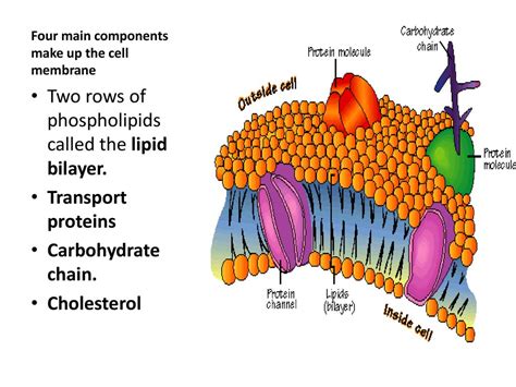 Plasma membrane is made up of which two Components? - CBSE Class Notes Online - Classnotes123