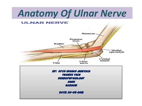 Anatomy of ulnar Nerve (Ulnar Nerve Anatomy)