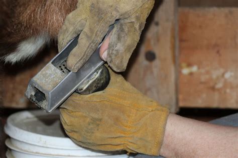 How to Trim Goat Hooves