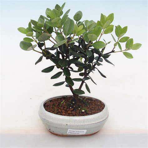 Pokojová bonsai - Metrosideros excelsa - Železnatec ztepilý PB220533 ...