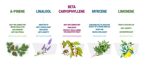 Discover The Soothing Effects Of Myrcene Terpene Strains