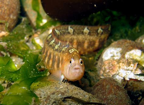 Gunnels, Not Eels! | Sitka Sound Science Center - Sitka Sound Science Center