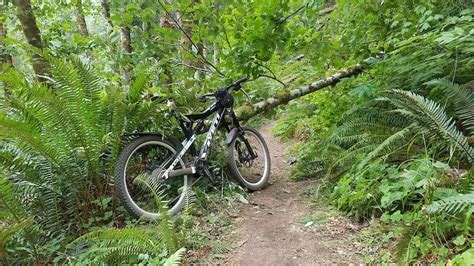 Gales Creek Trail Mountain Biking Trail - Tillamook