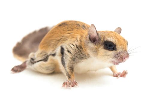 130+ Flying Squirrel Gliding Stock Photos, Pictures & Royalty-Free Images - iStock