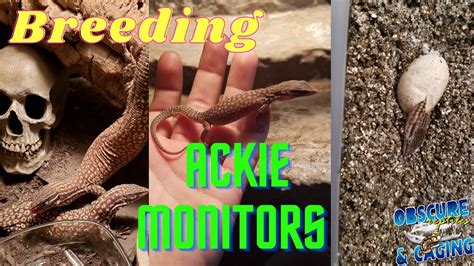 Ackie Monitor Breeding Guide - YouTube