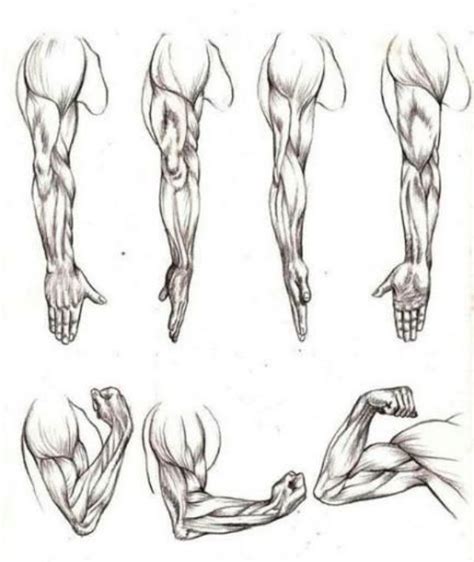 Explained Human Figure Drawings And Sketches (Male And Female Both) - HERCOTTAGE | Human anatomy ...