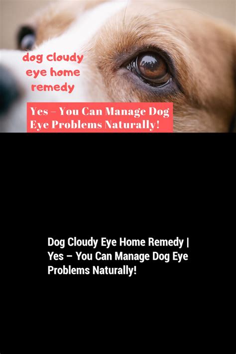 Dog Cloudy Eye Home Remedy | Yes – You Can Manage Dog Eye Problems ...