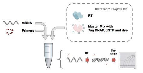 BlazeTaq™ One-Step SYBR Green RT-qPCR Kit | GeneCopoeia™