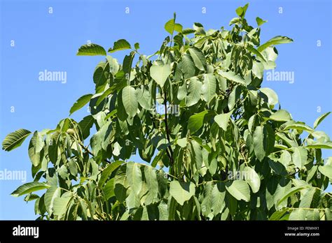 Walnut tree leaves Stock Photo - Alamy