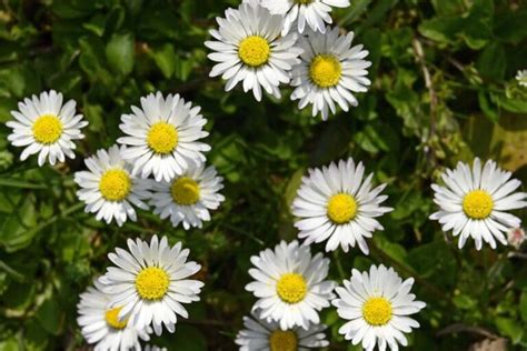 Daisy Flower Meaning and Symbolism | Florgeous