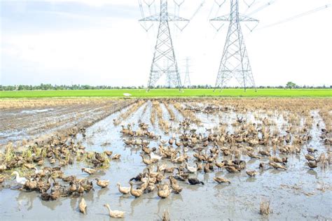 Raising Ducks in Paddy Field Stock Photo - Image of duck, feather: 63990020