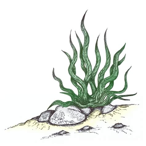 Green seaweed drawing | Seaweed pen sketch | Green algae