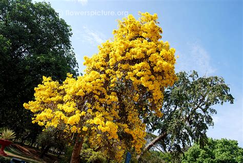 Yellow trumpet tree | Tabebuia serratifolia