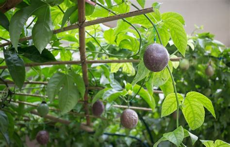 How To Grow Passion Fruit - Passion Fruit Growing Tips - How To Home Gardening - Growing Tips ...