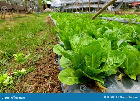 Vegetables in organic farm stock photo. Image of crop - 70458694