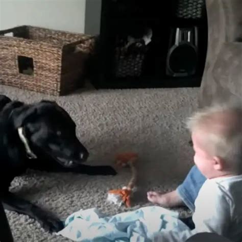 Baby’s joyous laugh can’t be contained when dog entertains him