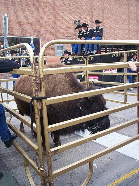 Ralphie,the Amercian Buffalo,who is the Mascot for the Colorado ...