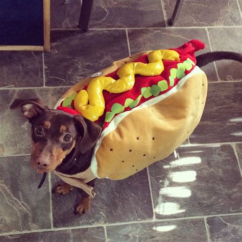 Who wore it best? Choose which weiner dog makes the best weiner