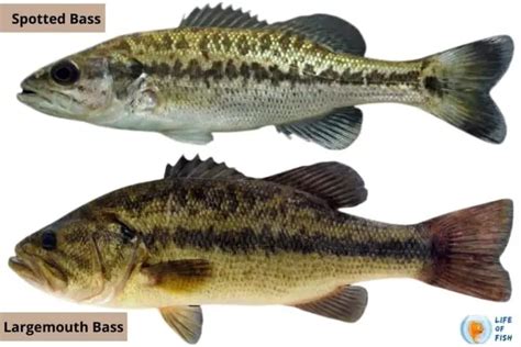 Largemouth vs Spotted Bass | 10 Debatable Facts About Them