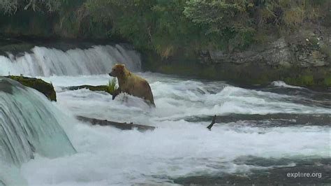 Brooks Falls Brown Bears Snapshot taken by KellyBloomMarinaro | Explore.org