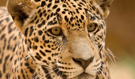 Jaguar (Big Cat) - Facts, Information & Pictures