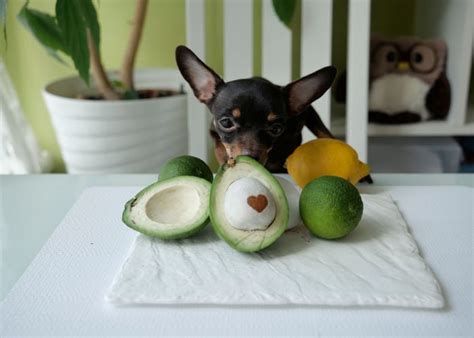 Can Dogs Eat Avocado: 13 Surprising Benefits and Potential Risks – Top ...