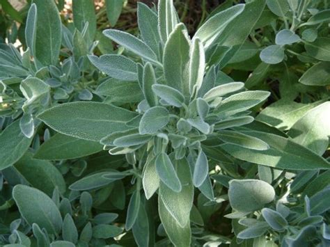 Common Sage // Garden Sage // Salvia officinalis//Seeds