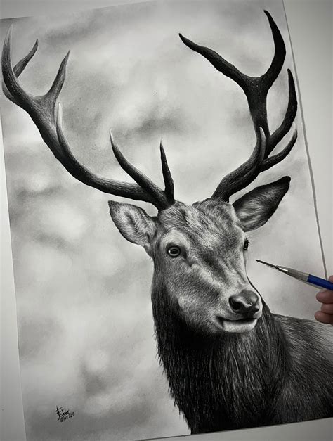 How To Draw A Real Reindeer