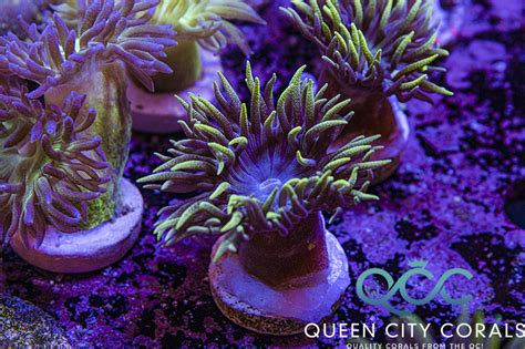 Icy Blue Duncan - (WYSIWYG) | Queen City Corals