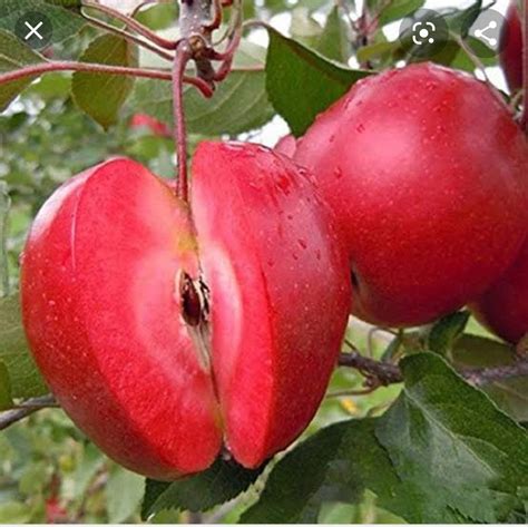 Redlove® Calypso Apple — Raintree Nursery