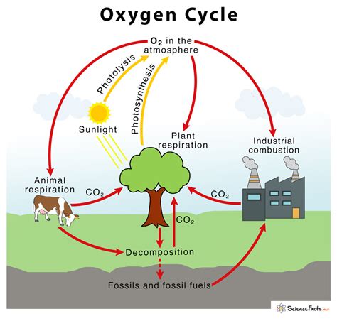 Oxygen Cycle With Diagram – Definition, Steps & Importance