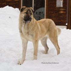 54 Armenian Gampr ideas | dog breeds, dogs, livestock guardian dog