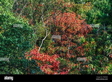 Red Fall Leaves White Birch Tree Autumn Furuichi kofungun Burial Mound ...