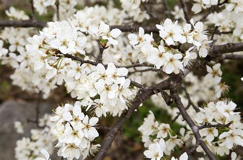 Mexican Plum (prunus Mexicana) Blossom Photograph by Bob Gibbons ...