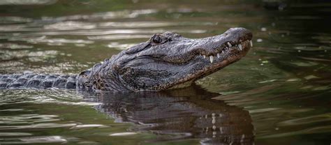 Alligator VS Crocodile: What's The Difference? | Facts.net