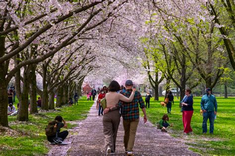 Parks Pop-Ups are back, and just in time for Cherry Blossoms