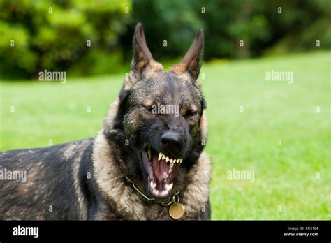 German shepherd dog, Alsatian, showing its teeth Stock Photo - Alamy