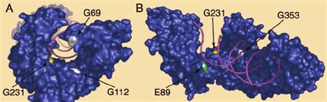 Model of reverse transcriptase showing the locations of positively... | Download Scientific Diagram