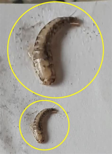 Two people living miles apart discover 'worm-like parasites' in tap ...