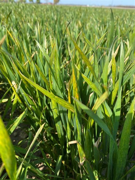 What’s up with Wheat – Diseases – Field Crop News