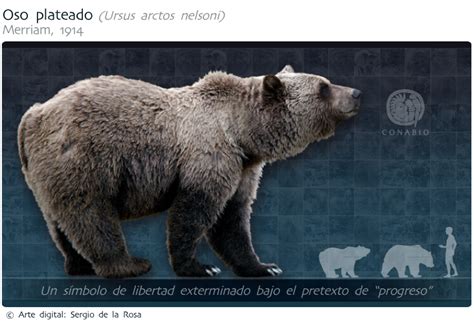 EL OSO PARDO EN ESPAÑA | lupon.gov.ph