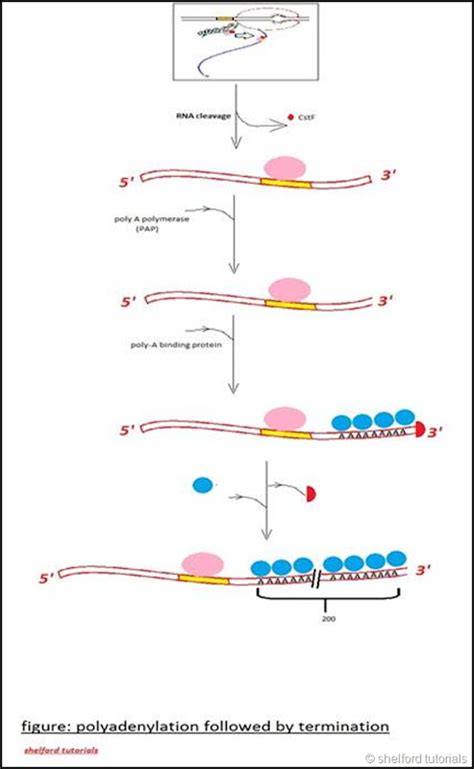 Shelford Tutorials: An overview of polyadenylation of 3’ end: post transcriptional modification ...