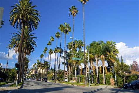 These 20 Palm Trees Can Survive Cold Winter Weather | Rocky mountains ...