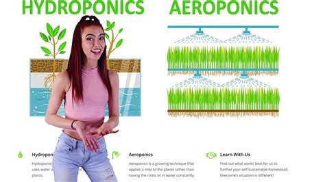 Hydroponics Vs Aeroponics Vs Aquaponics - leapmoms