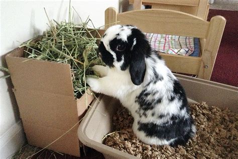 Rabbit Hay Racks - What are the Options? - Bunny Approved - House Rabbit Toys, Snacks, and ...