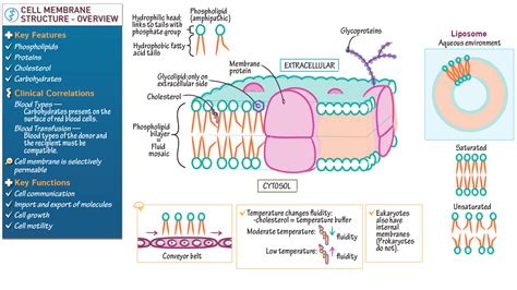 MCAT Biology & Biochemistry: Membrane Structure Overview | Draw It to Know It